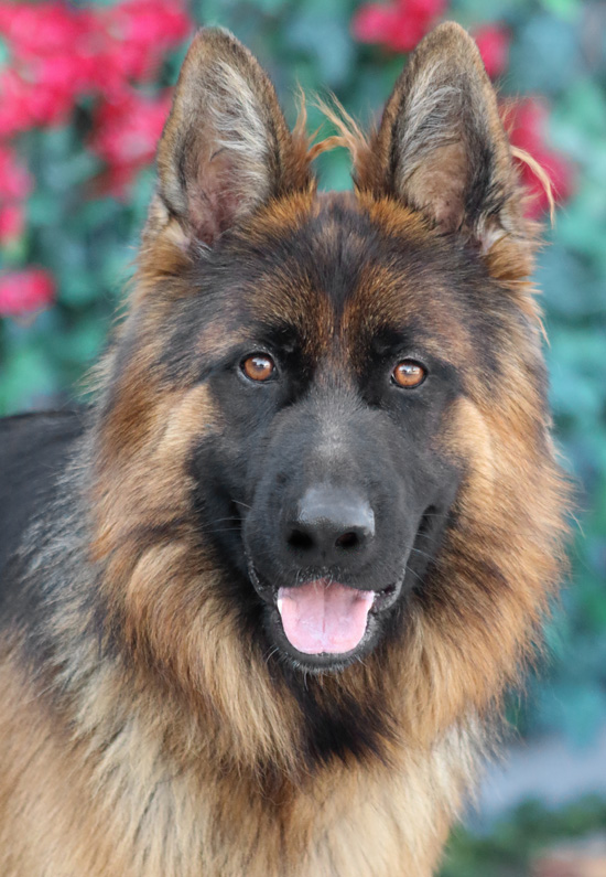 Westside German Shepherd Rescue of Los Angeles