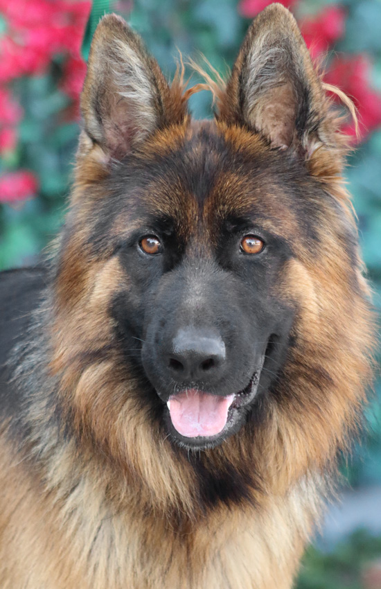 Westside German Shepherd Rescue of Los Angeles