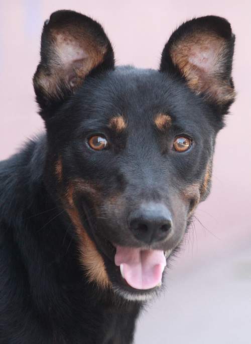 what dog has round ears