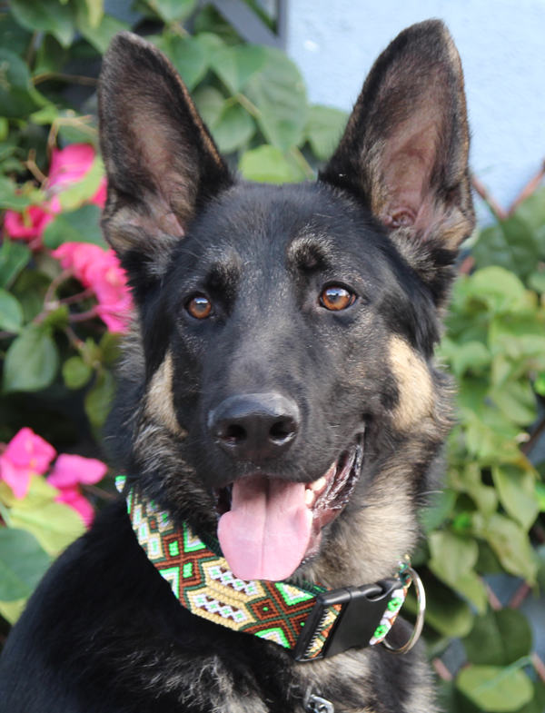 Westside German Shepherd Rescue of Los Angeles