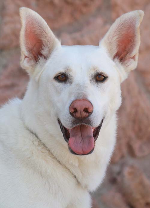 are white shepherd noisy