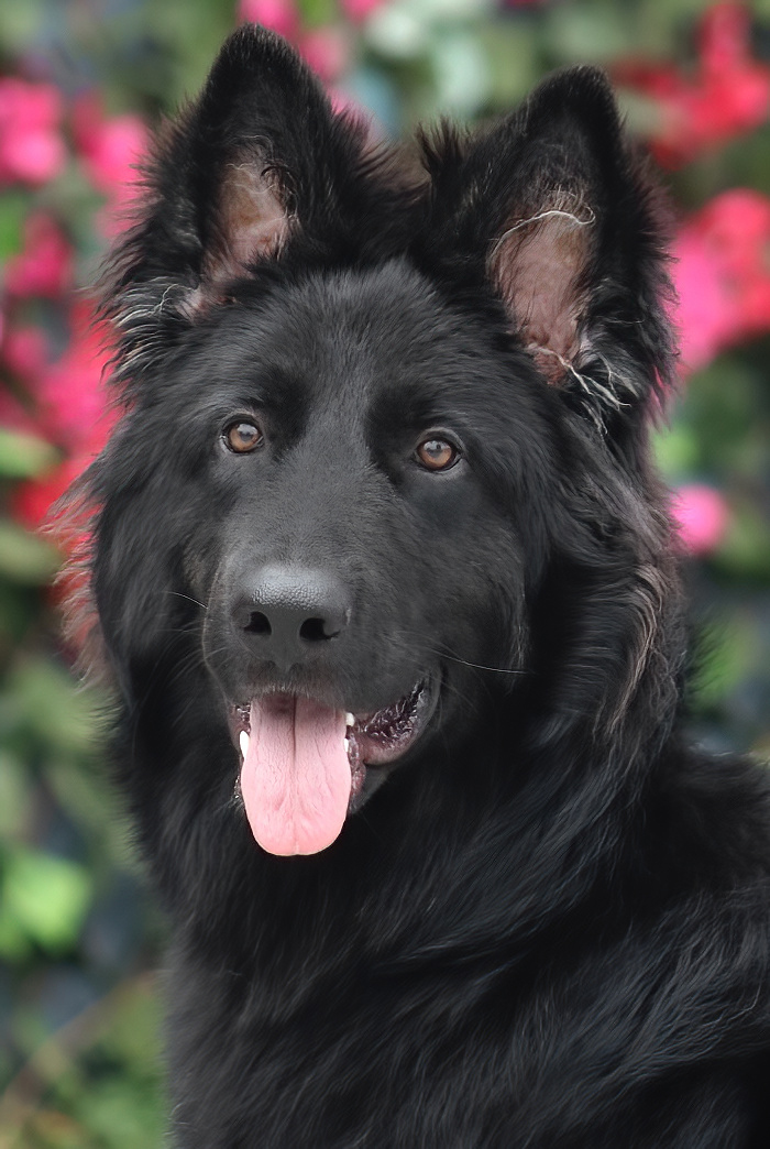 Westside German Shepherd Rescue of Los Angeles