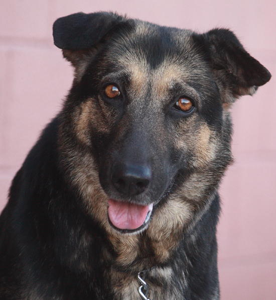 Westside German Shepherd Rescue Of Los Angeles