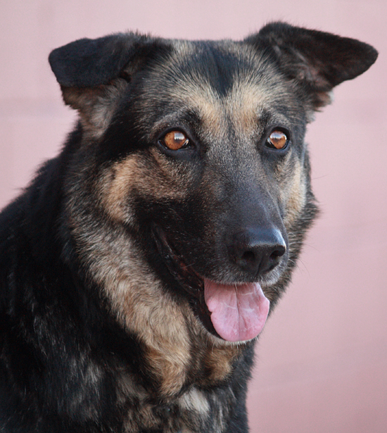 Westside German Shepherd Rescue of Los Angeles