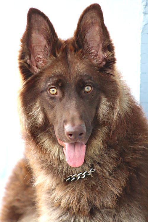 Liver Rare German Shepherds Adorable Red Brown Liver Long-haired