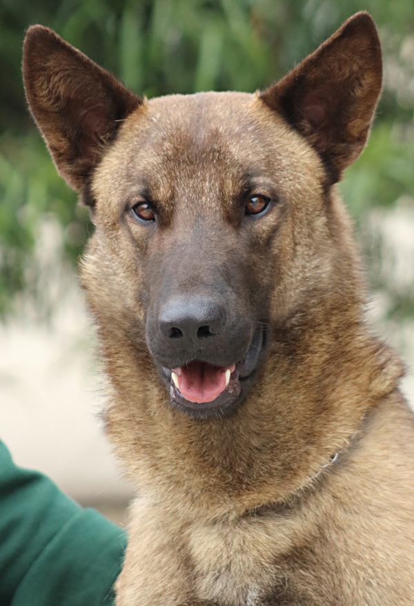 Westside German Shepherd Rescue of Los Angeles