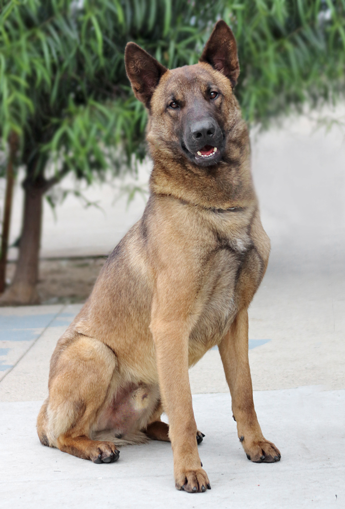 Westside German Shepherd Rescue of Los Angeles