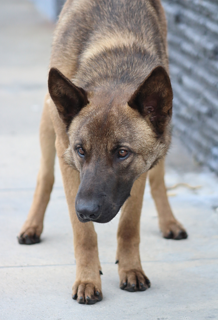 Westside German Shepherd Rescue of Los Angeles