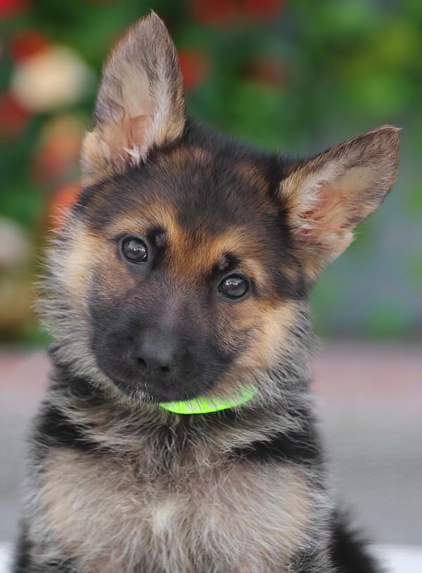 Westside German Shepherd Rescue of Los Angeles