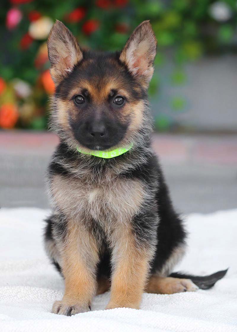 Westside German Shepherd Rescue of Los Angeles