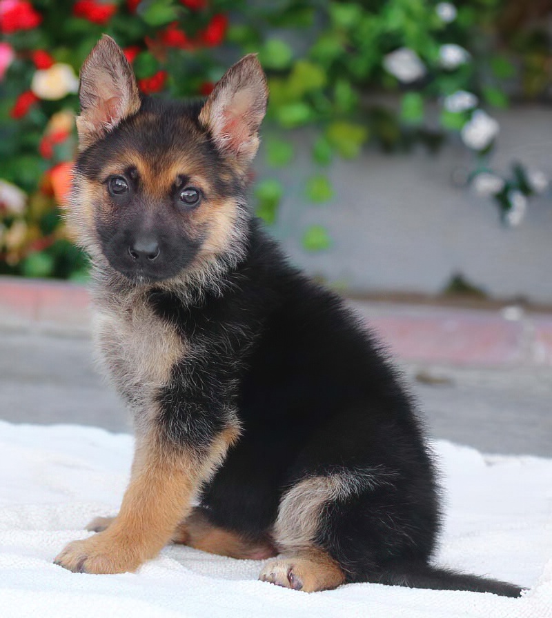 Westside German Shepherd Rescue of Los Angeles
