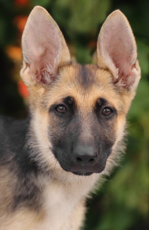 Westside German Shepherd Rescue of Los Angeles