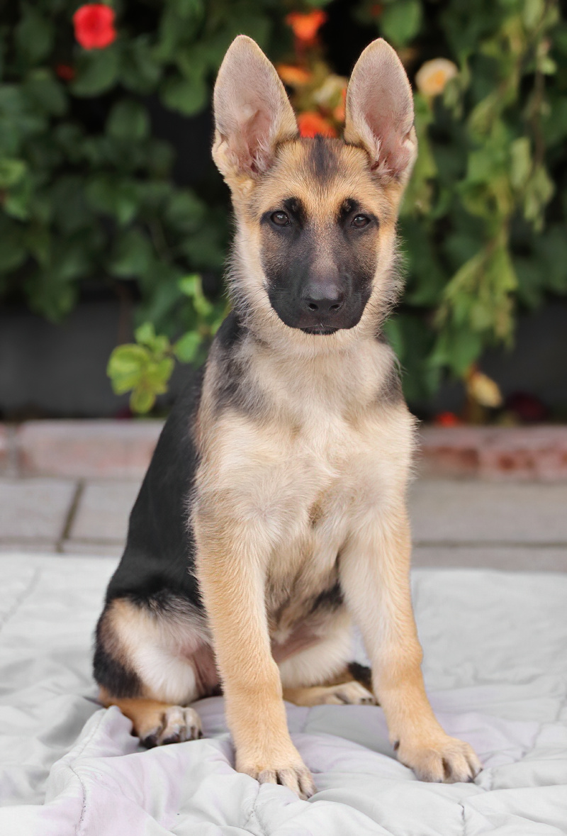 Westside German Shepherd Rescue of Los Angeles