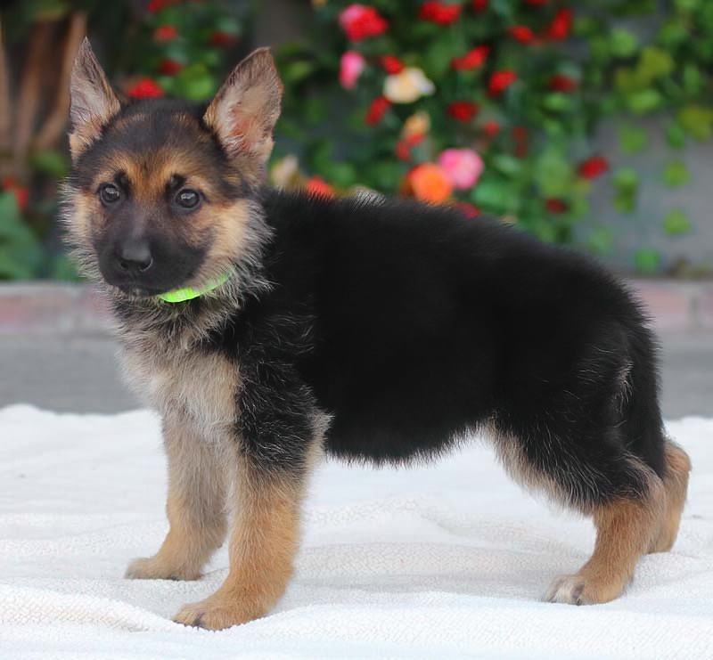 Westside German Shepherd Rescue of Los Angeles