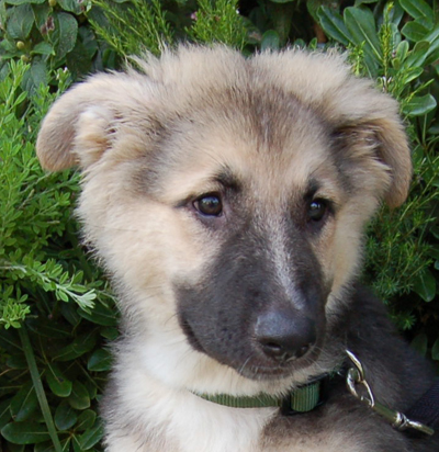 Westside German Shepherd Rescue of Los Angeles