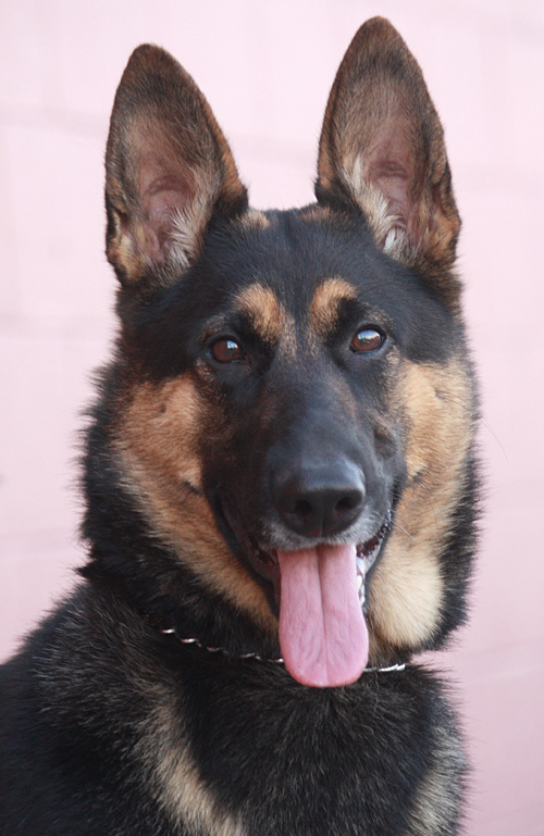 Westside German Shepherd Rescue of Los Angeles