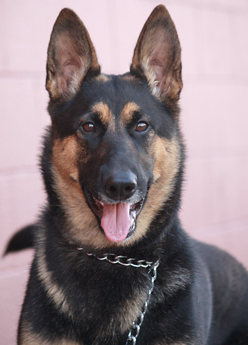 Westside German Shepherd Rescue of Los Angeles