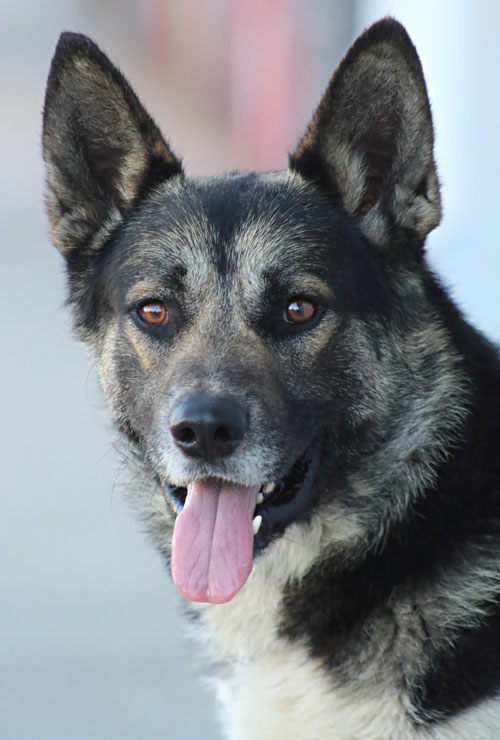 Westside German Shepherd Rescue of Los Angeles