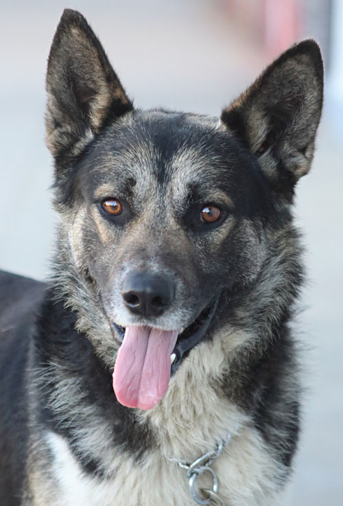 Westside German Shepherd Rescue of Los Angeles