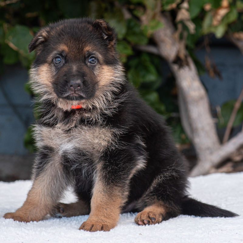 Westside German Shepherd Rescue of Los Angeles