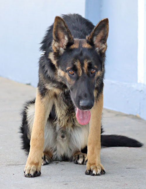 bohemian shepherd wags its tail