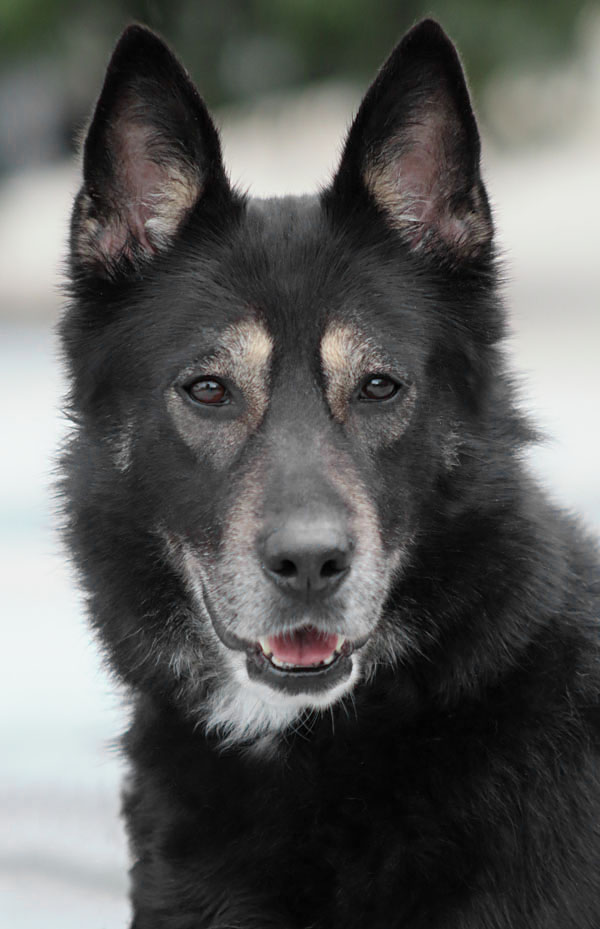 Westside German Shepherd Rescue of Los Angeles