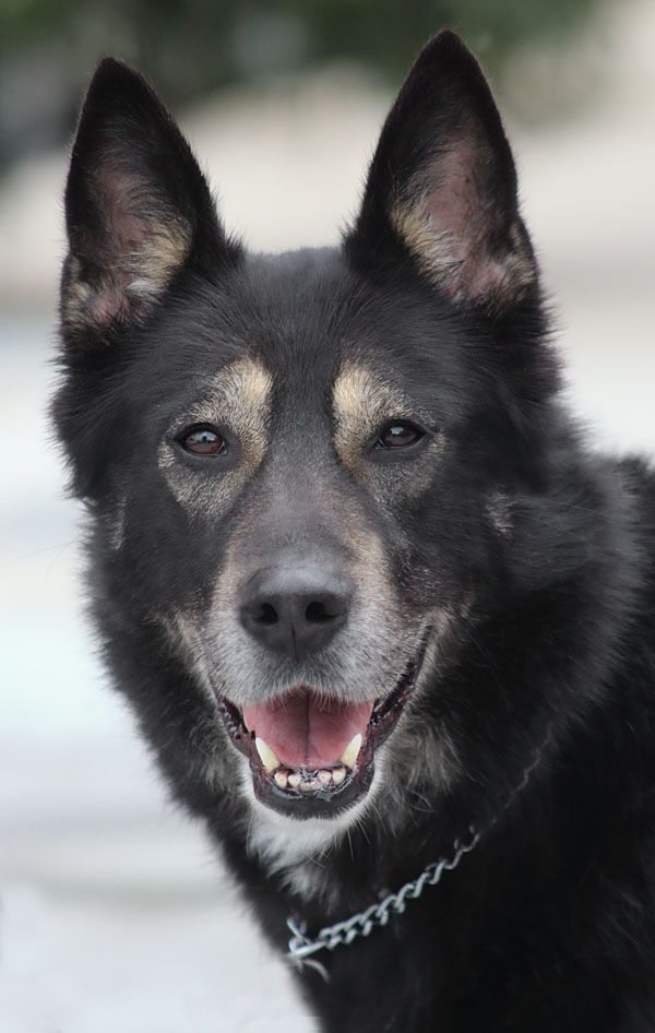 Westside German Shepherd Rescue of Los Angeles