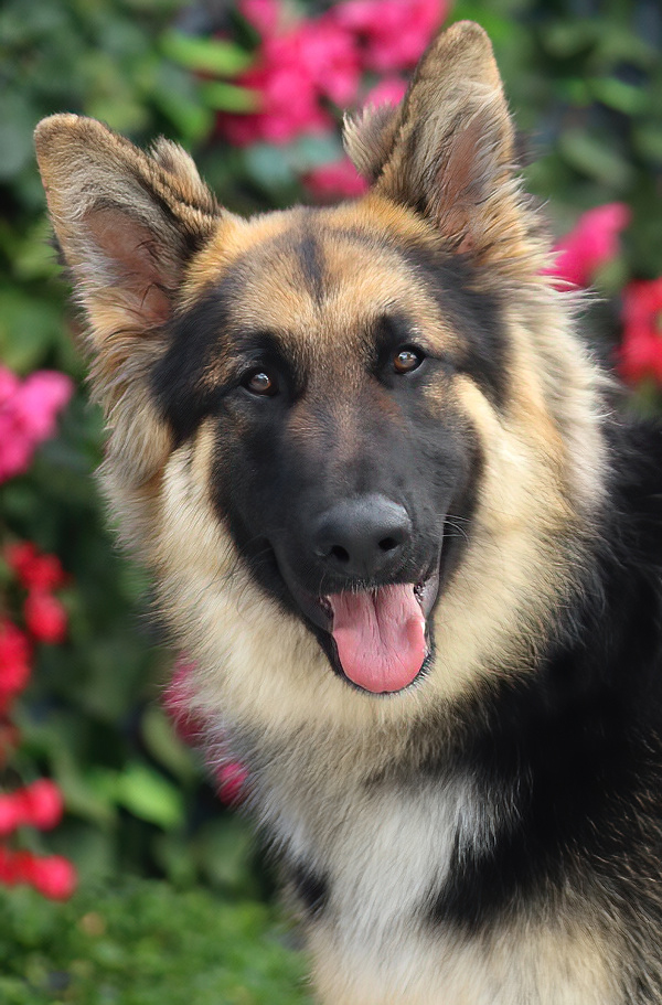 Westside German Shepherd Rescue of Los Angeles