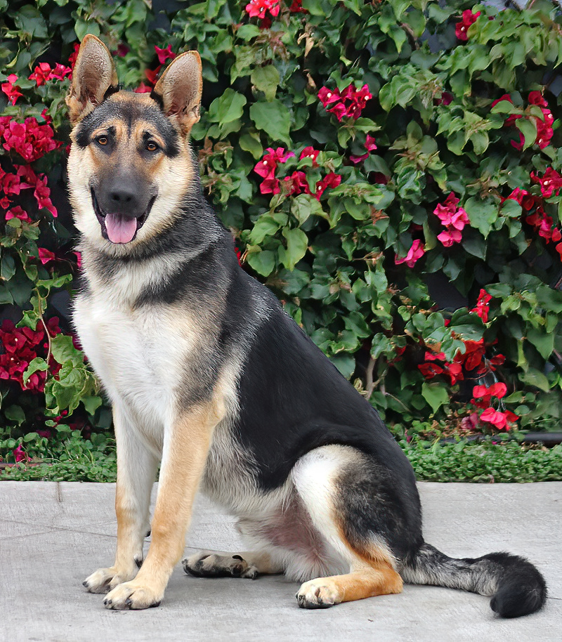 Westside German Shepherd Rescue of Los Angeles