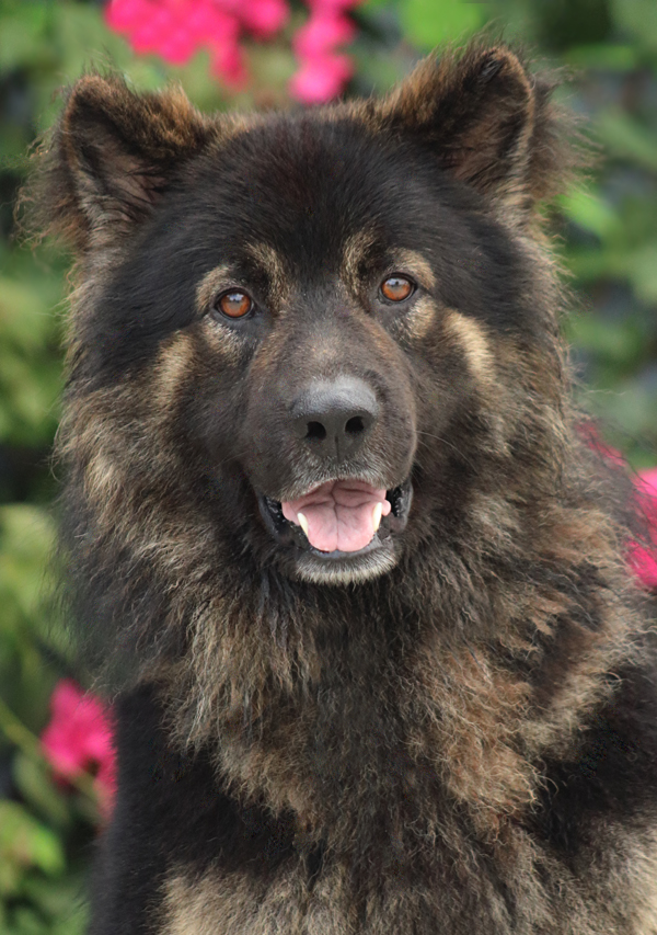 Westside German Shepherd Rescue of Los Angeles