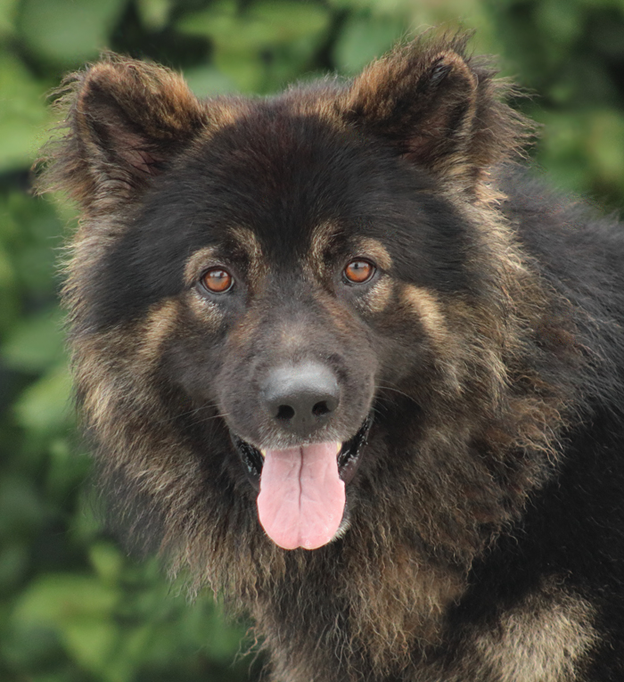 Westside German Shepherd Rescue of Los Angeles