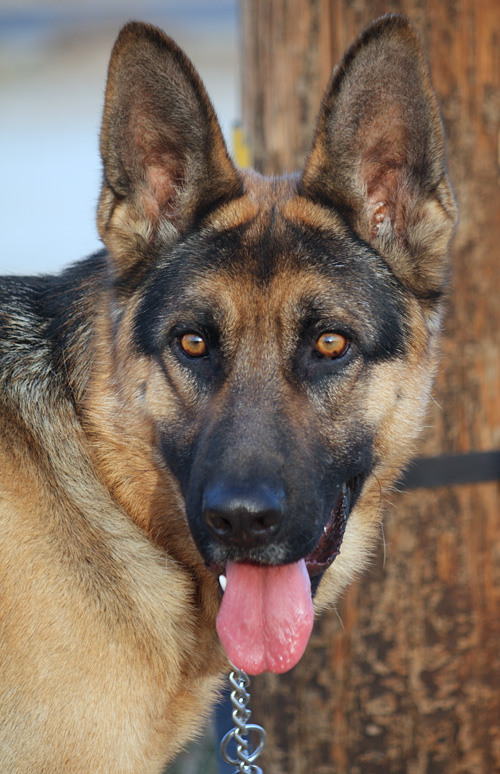 Westside German Shepherd Rescue of Los Angeles