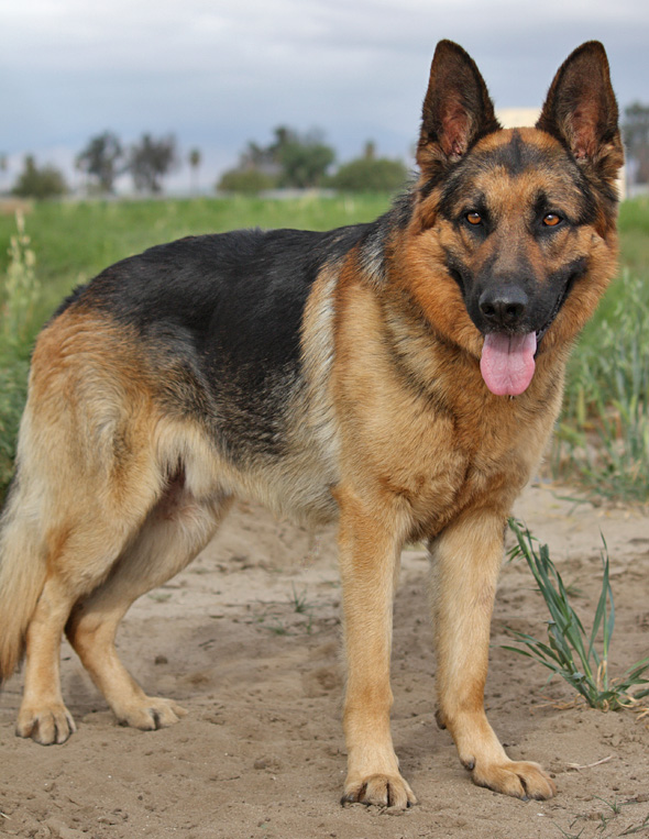 Westside German Shepherd Rescue of Los Angeles