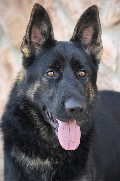 Westside German Shepherd Rescue of Los Angeles