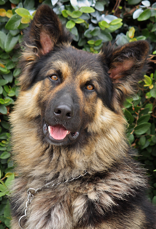 Westside German Shepherd Rescue of Los Angeles