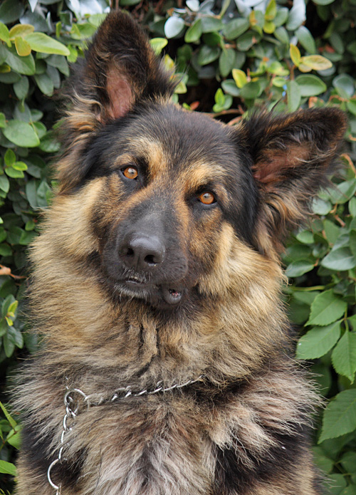 Westside German Shepherd Rescue of Los Angeles