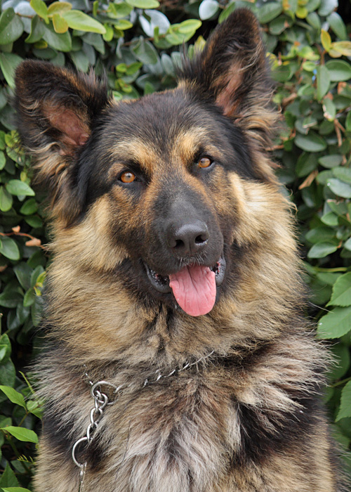 Westside German Shepherd Rescue of Los Angeles