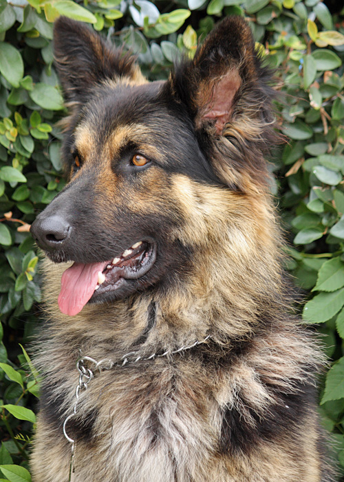 Westside German Shepherd Rescue of Los Angeles