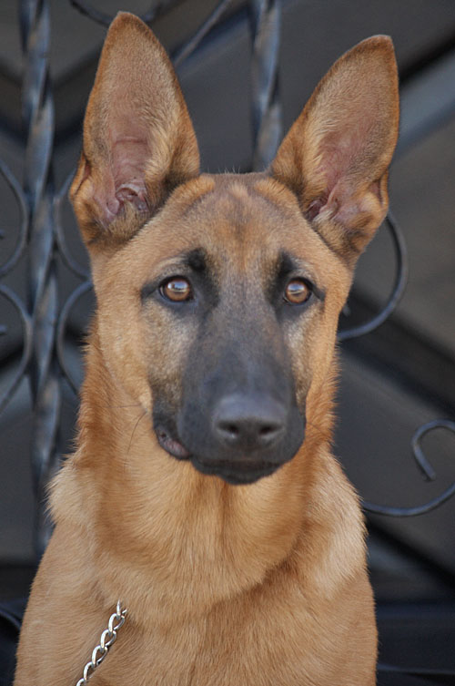 Westside German Shepherd Rescue Of Los Angeles