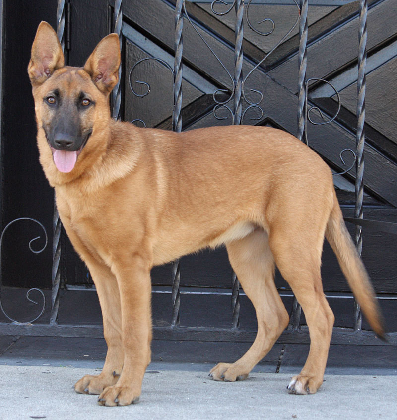 Westside German Shepherd Rescue Of Los Angeles
