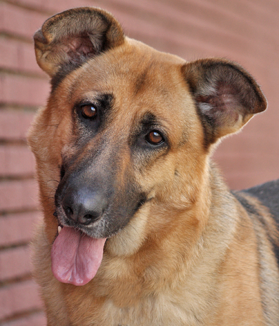 Westside German Shepherd Rescue of Los Angeles