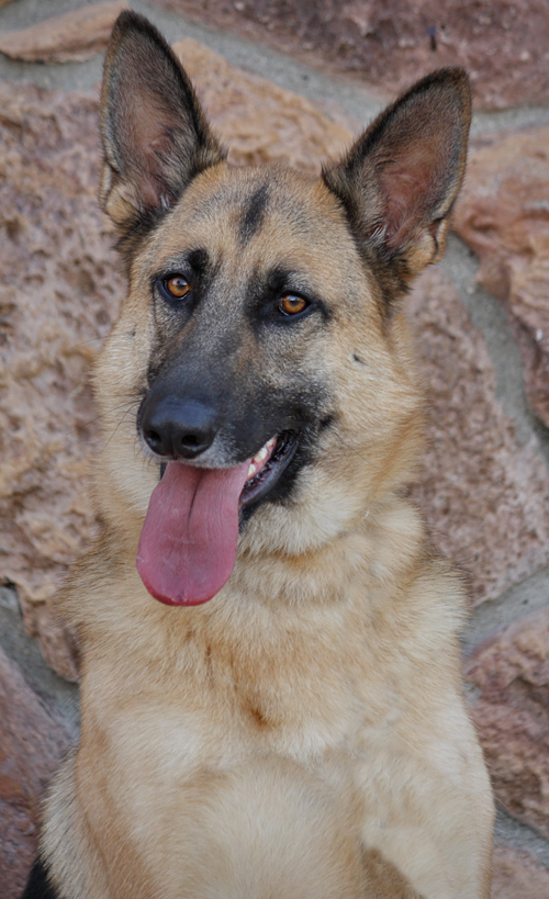Westside German Shepherd Rescue of Los Angeles