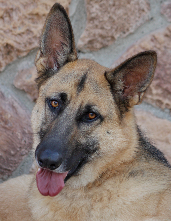 Westside German Shepherd Rescue of Los Angeles