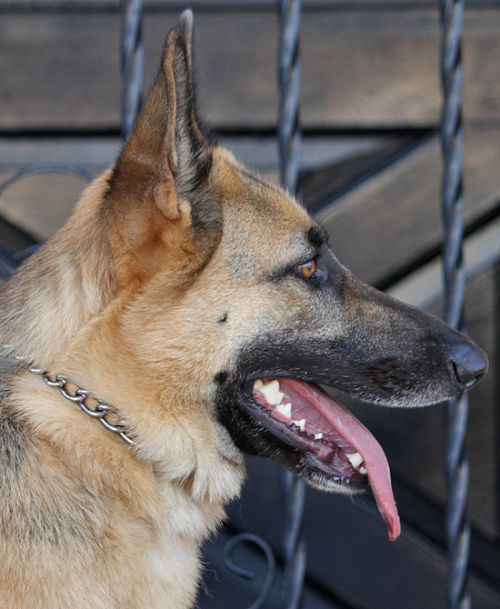 Westside German Shepherd Rescue of Los Angeles