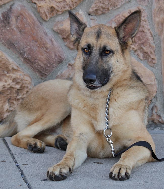 Westside German Shepherd Rescue of Los Angeles