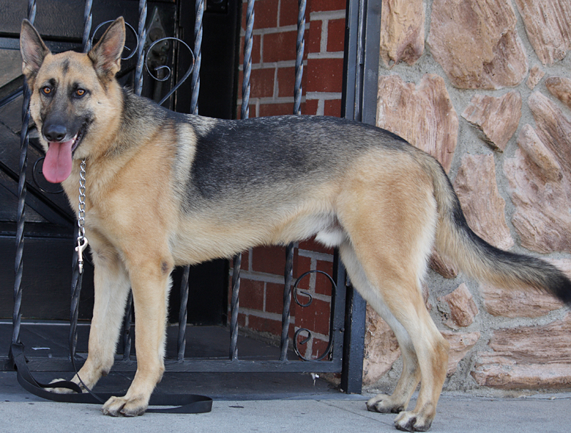 Westside German Shepherd Rescue of Los Angeles