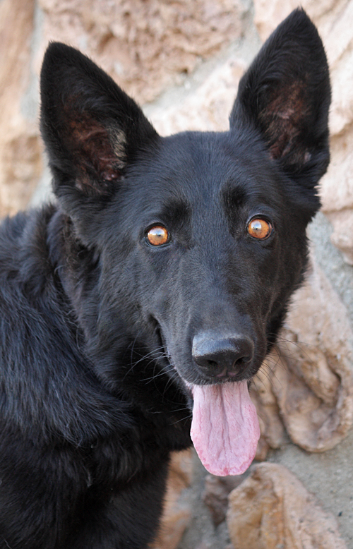 Amber Eyes In Dogs