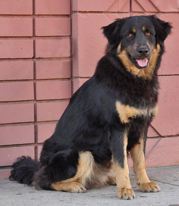 Westside German Shepherd Rescue of Los Angeles