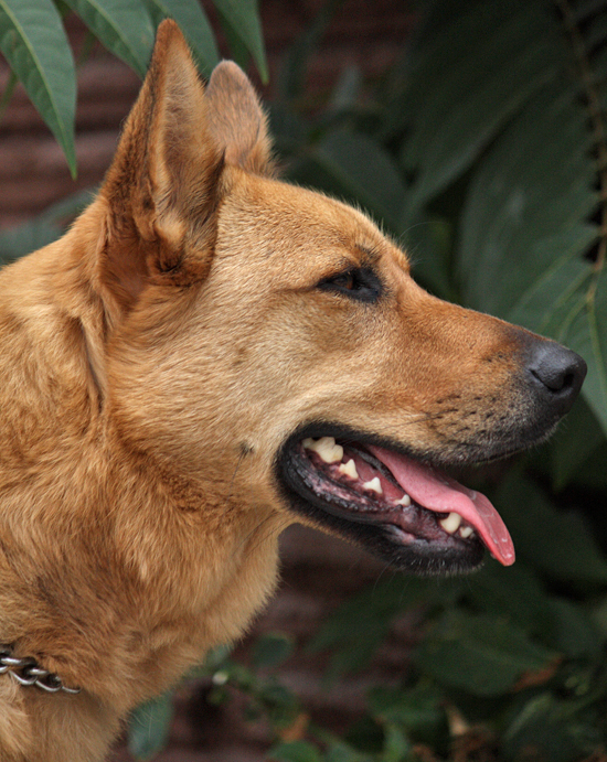 Westside German Shepherd Rescue of Los Angeles