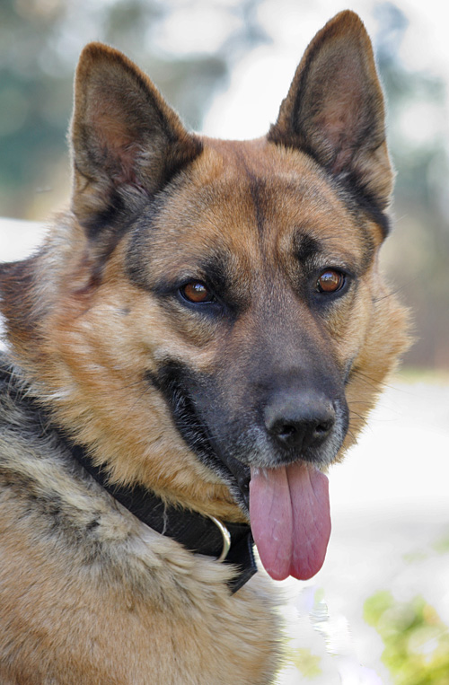 Westside German Shepherd Rescue Of Los Angeles